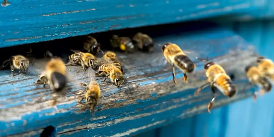 Bee Control