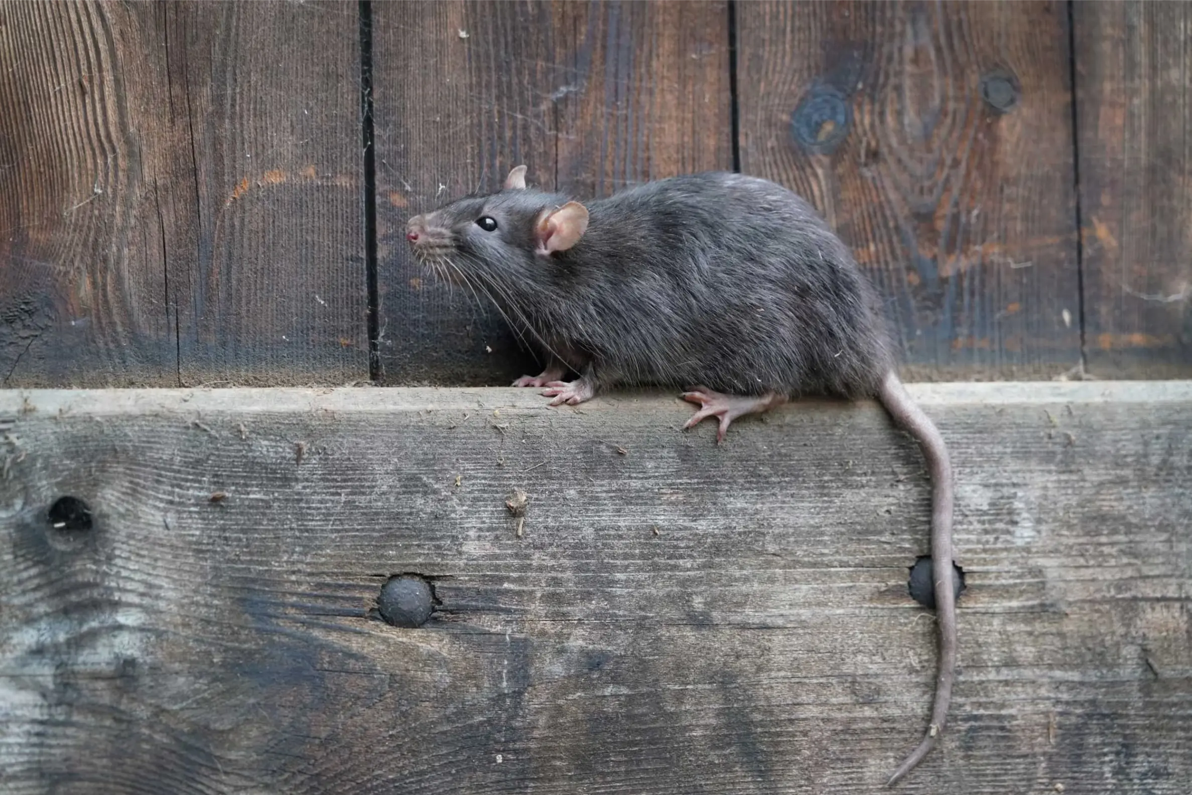 Rodent Control