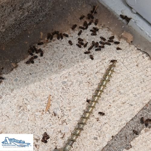 Termite Swarmers with logo