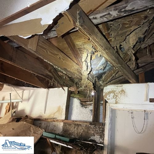 Termite damage with logo