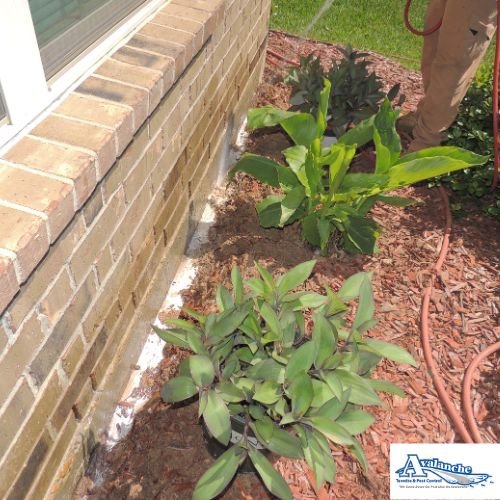 Termite treatment with logo