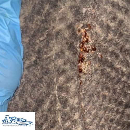 bed bugs on couch with logo