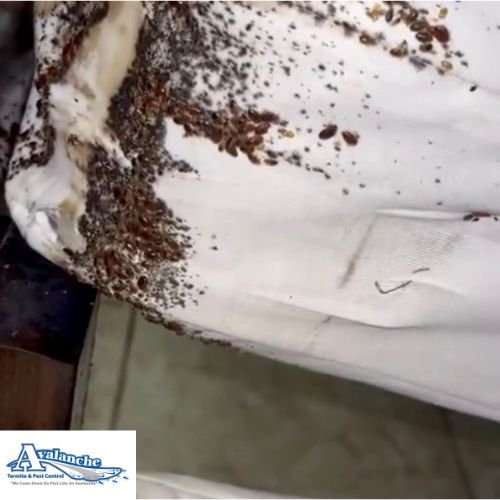 bed bugs with logo 1