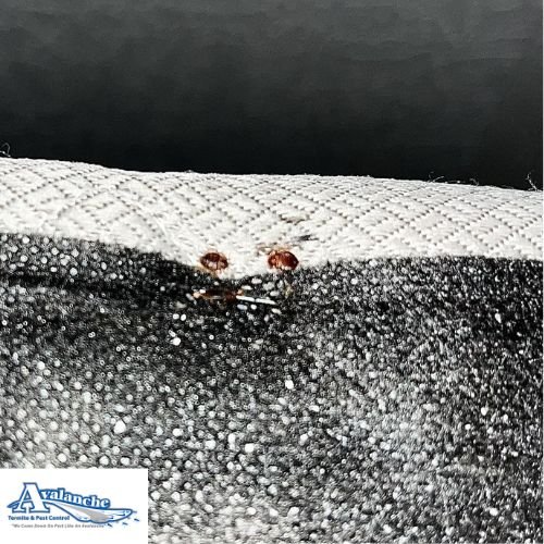 bed bugs with logo