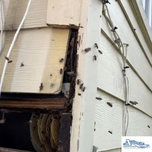 Katy Pest Control honey bee hive inside of wall with logo
