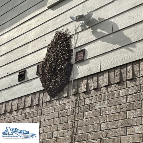 Pest Control In Katy TX honey bee hive with logo