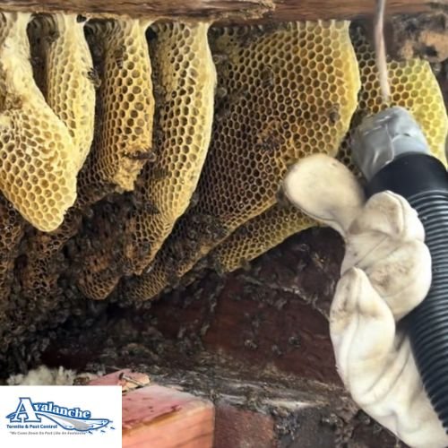 honey bee removal in katy honey bee removal with logo
