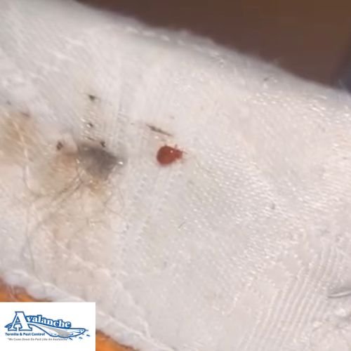 one bed bug with logo