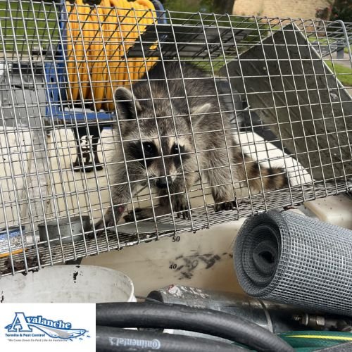 one raccoon trap with logo