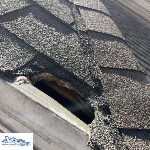 raccoon damage with logo