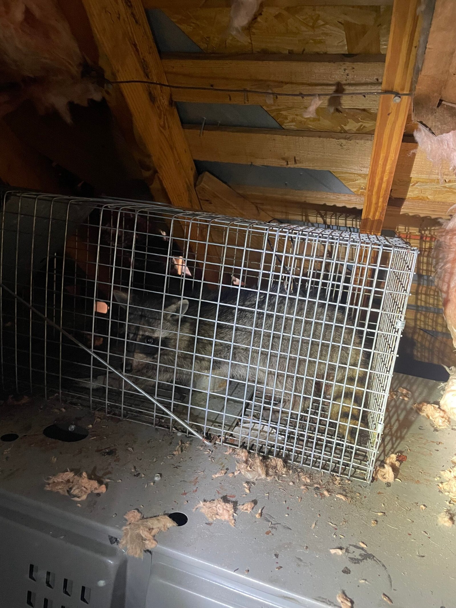 Raccon caught in attic scaled