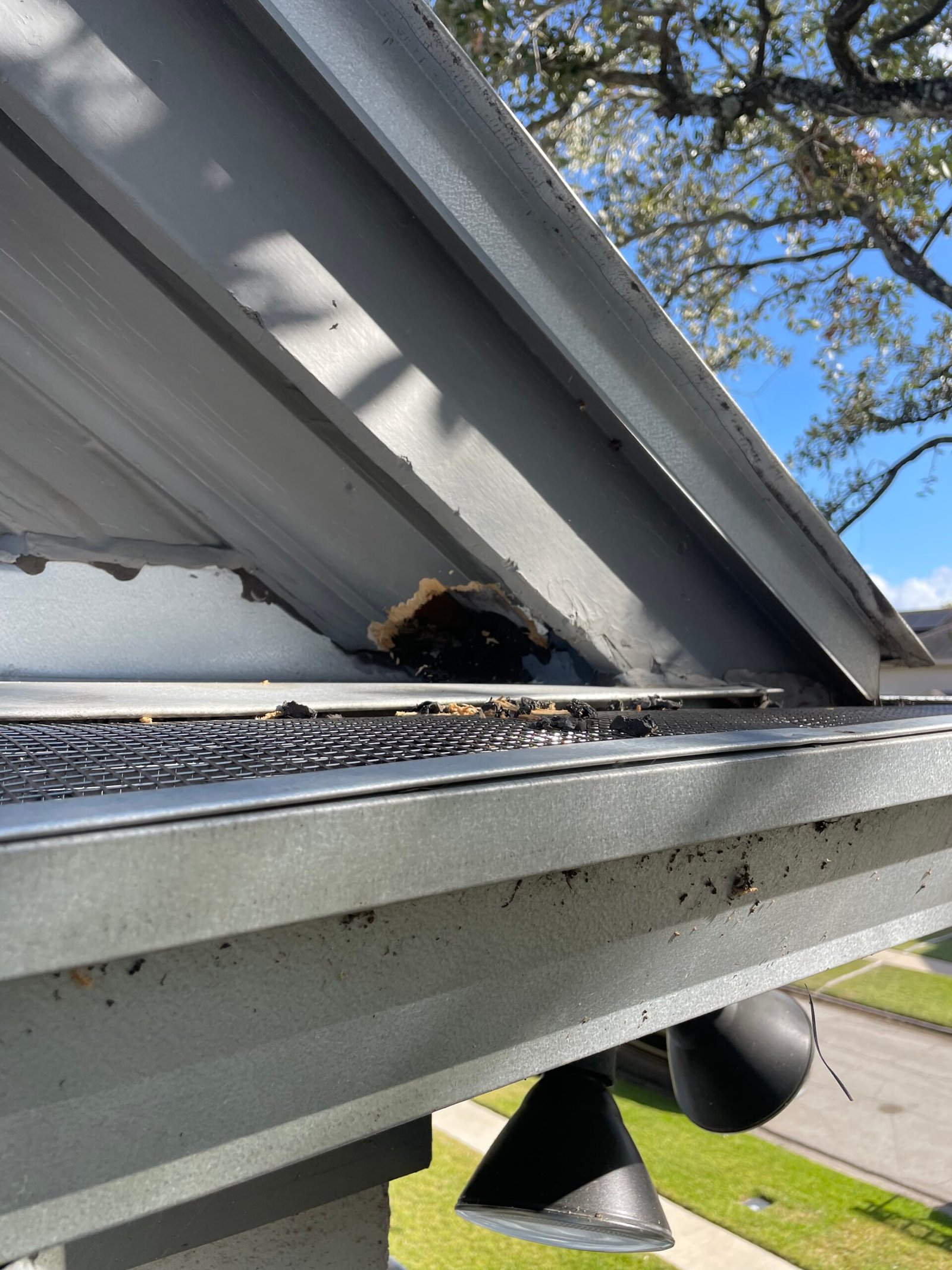 Squirrel damage scaled