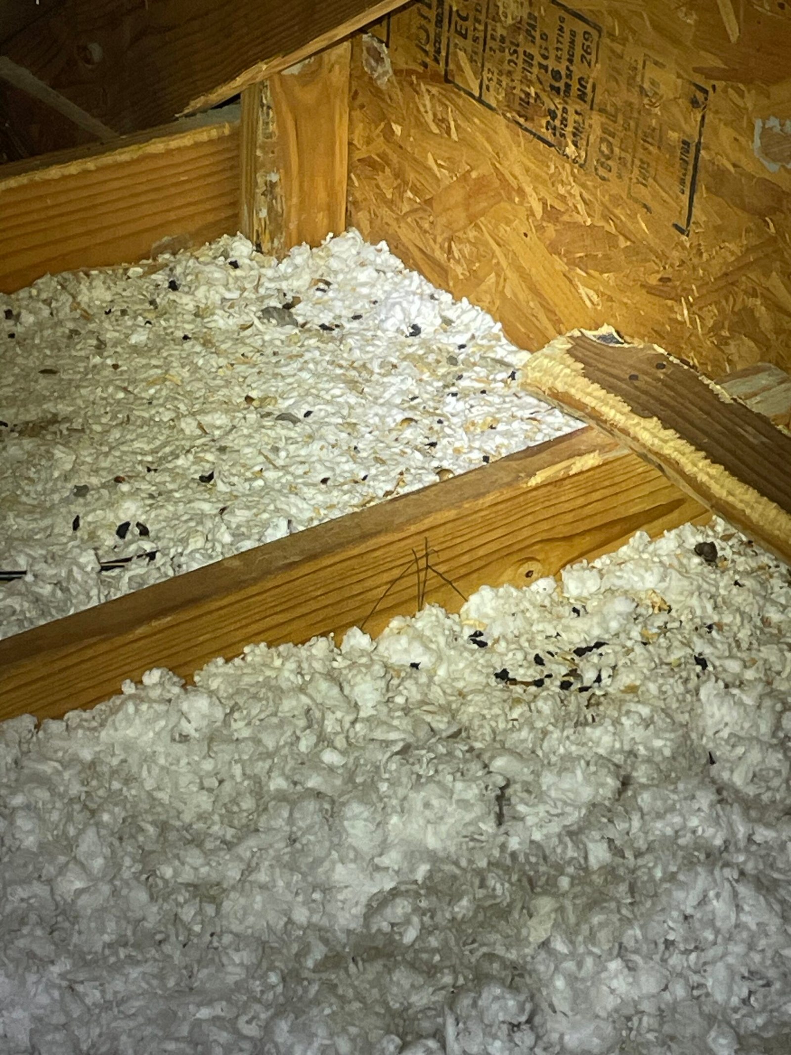 Squirrel poop and damage in the attic scaled